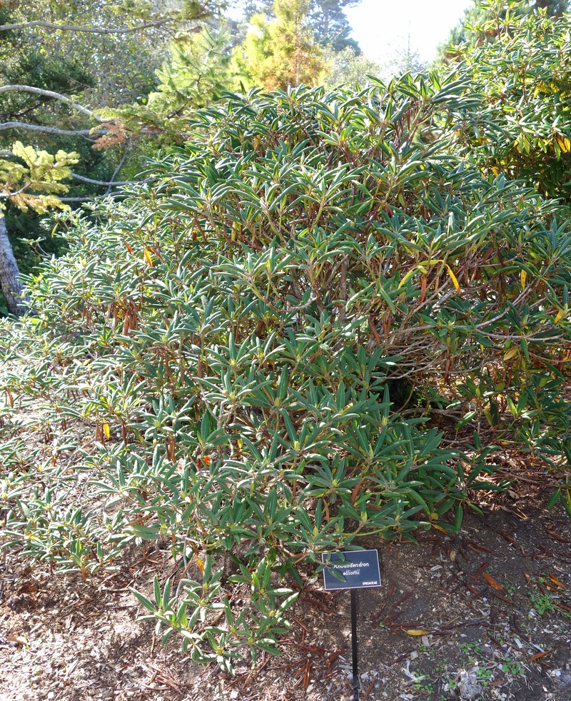Rhododendron elliottii photo 3