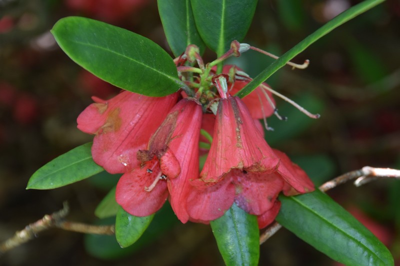 Rhododendron elliottii photo 4