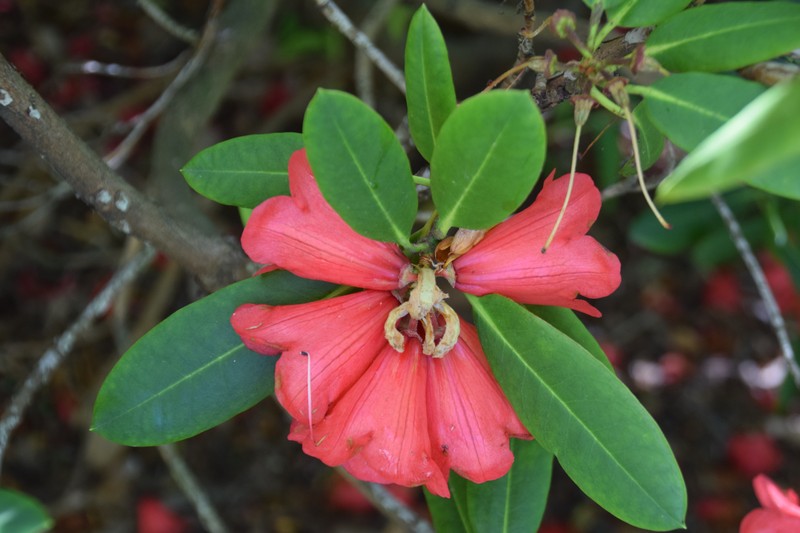 Rhododendron elliottii photo 5