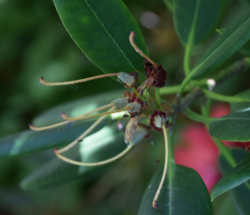 Rhododendron elliottii photo 6