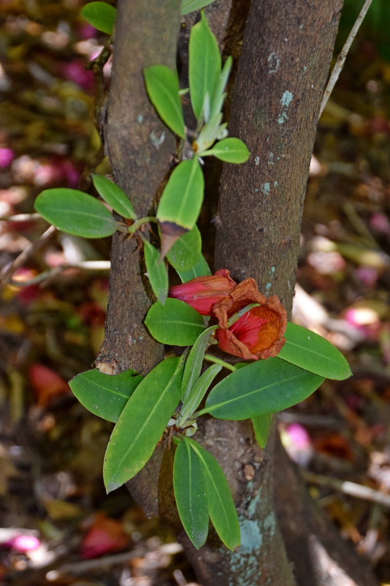 Rhododendron elliottii photo 8