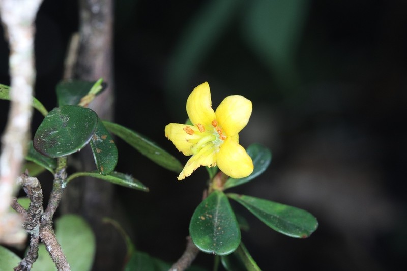 Rhododendron emarginatum