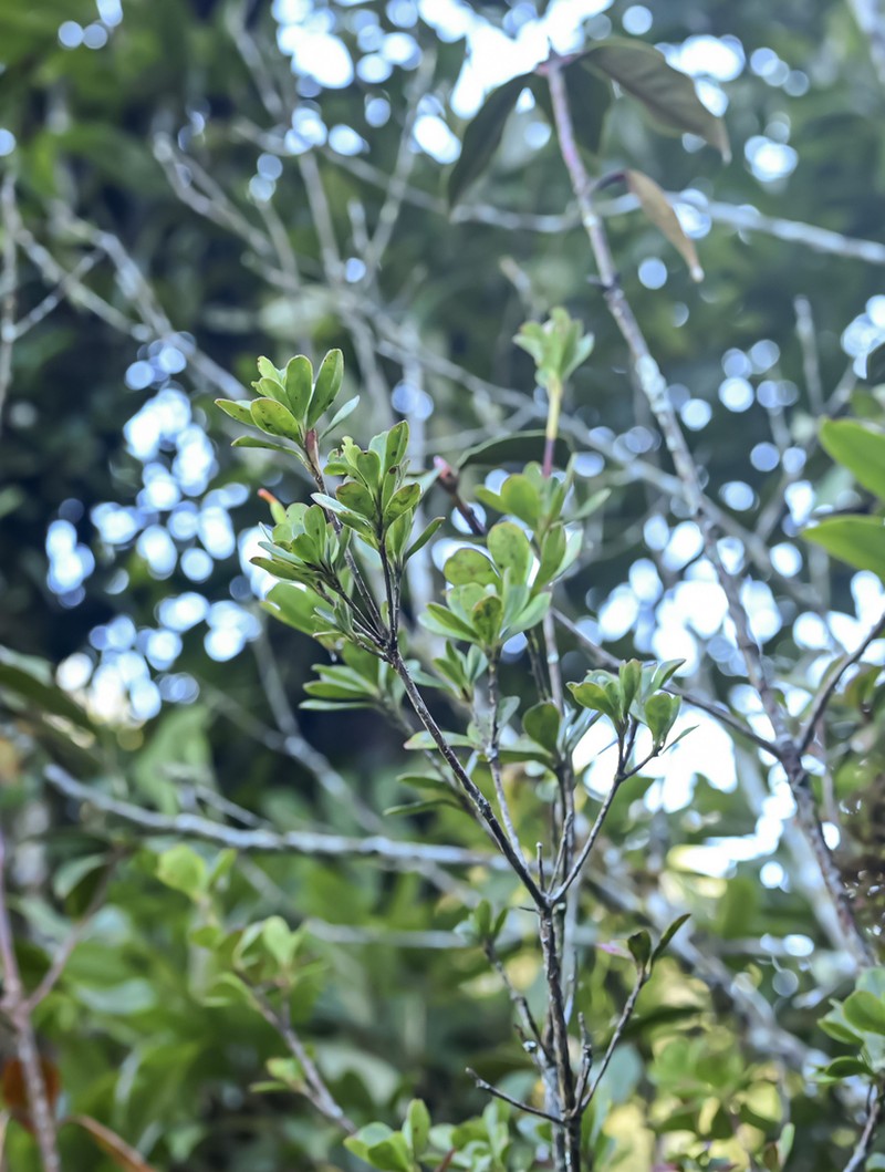 Rhododendron emarginatum photo 2