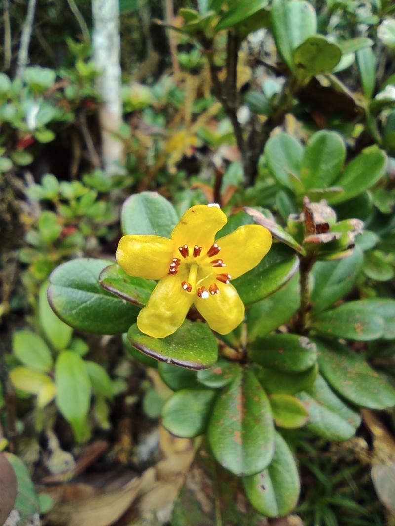 Rhododendron emarginatum photo 3