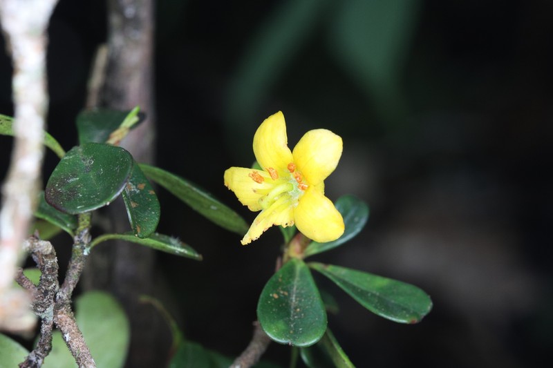 Rhododendron emarginatum photo 4