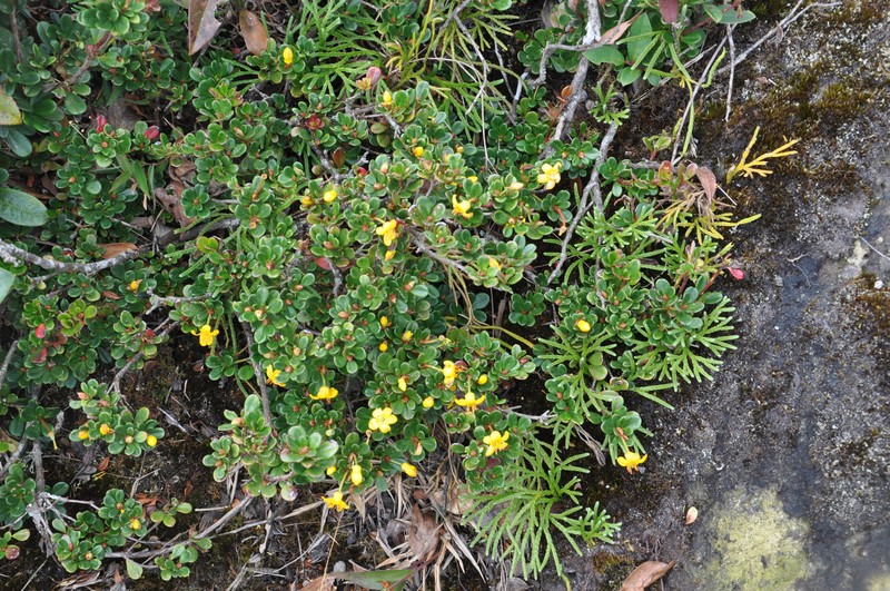 Rhododendron emarginatum photo 5