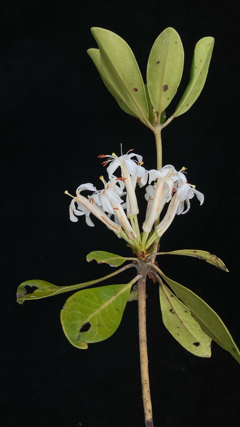 Rhododendron engelbertii