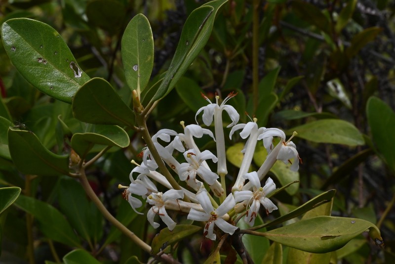 Rhododendron engelbertii photo 2