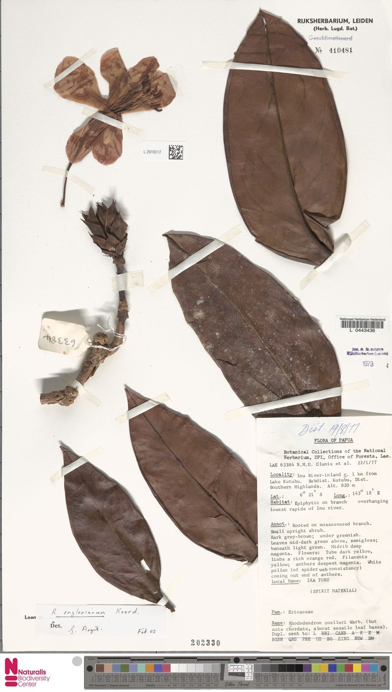Rhododendron englerianum