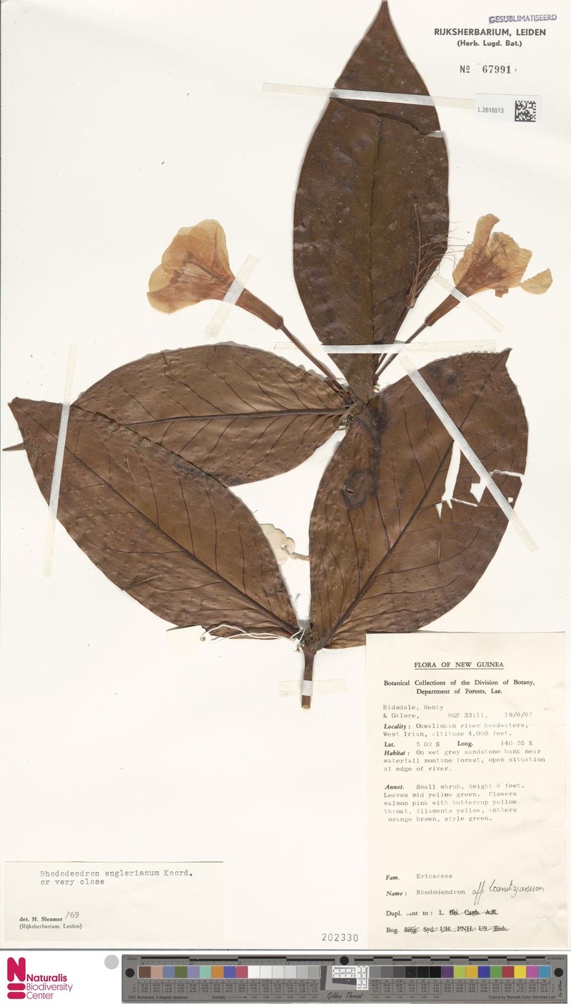 Rhododendron englerianum photo 2