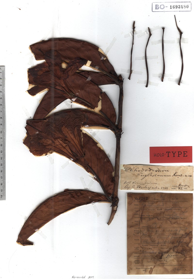 Rhododendron englerianum photo 3