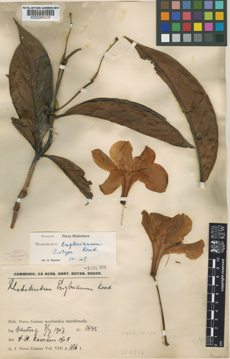 Rhododendron englerianum photo 4
