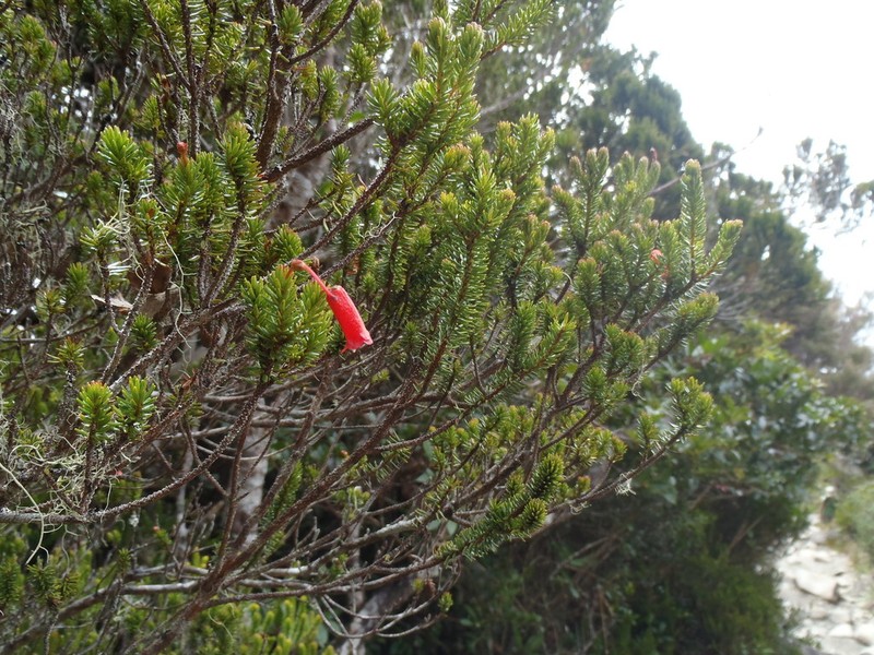 Rhododendron ericoides photo 3