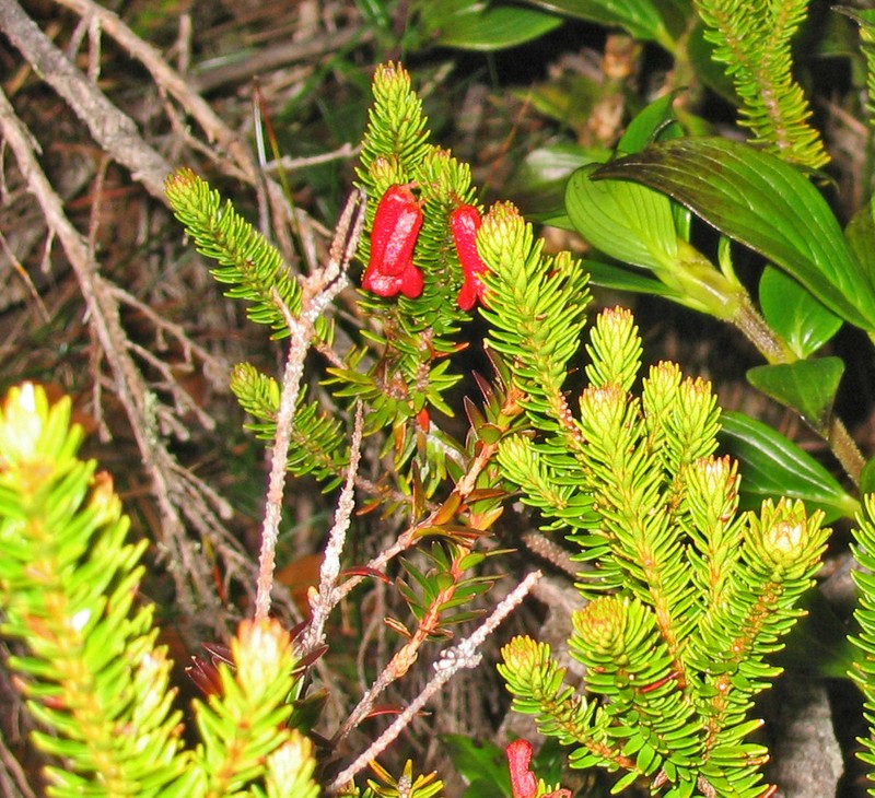 Rhododendron ericoides photo 4