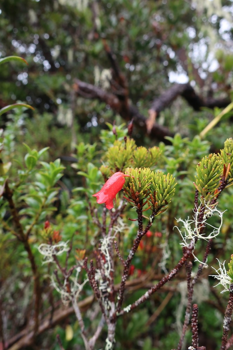 Rhododendron ericoides photo 5