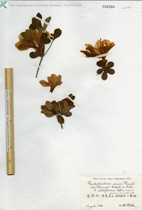 Rhododendron eriocarpum