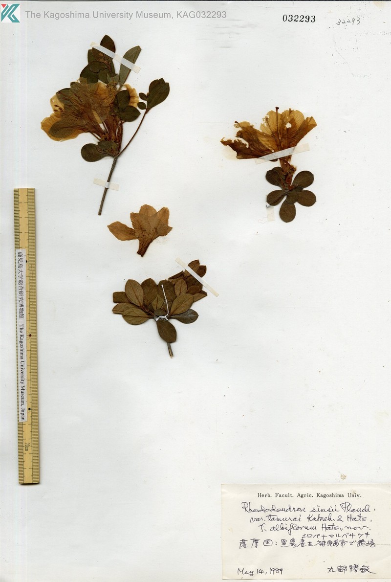 Rhododendron eriocarpum