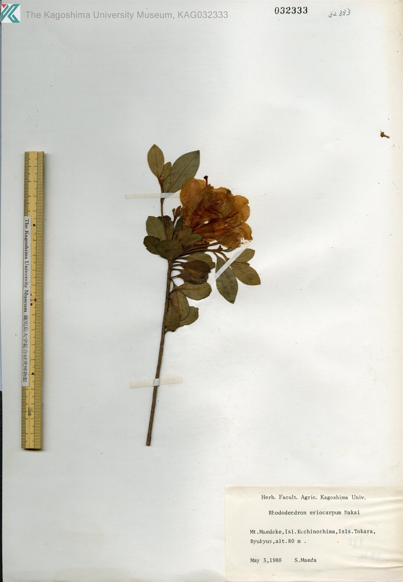 Rhododendron eriocarpum photo 2