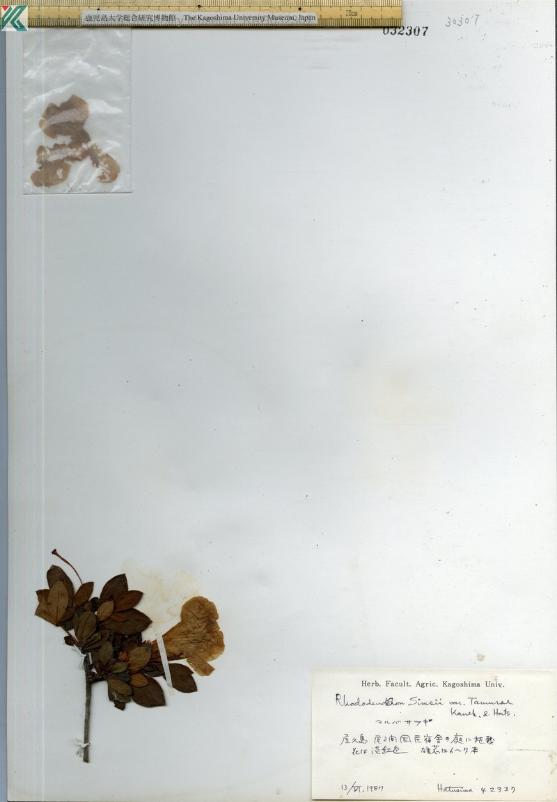 Rhododendron eriocarpum photo 3