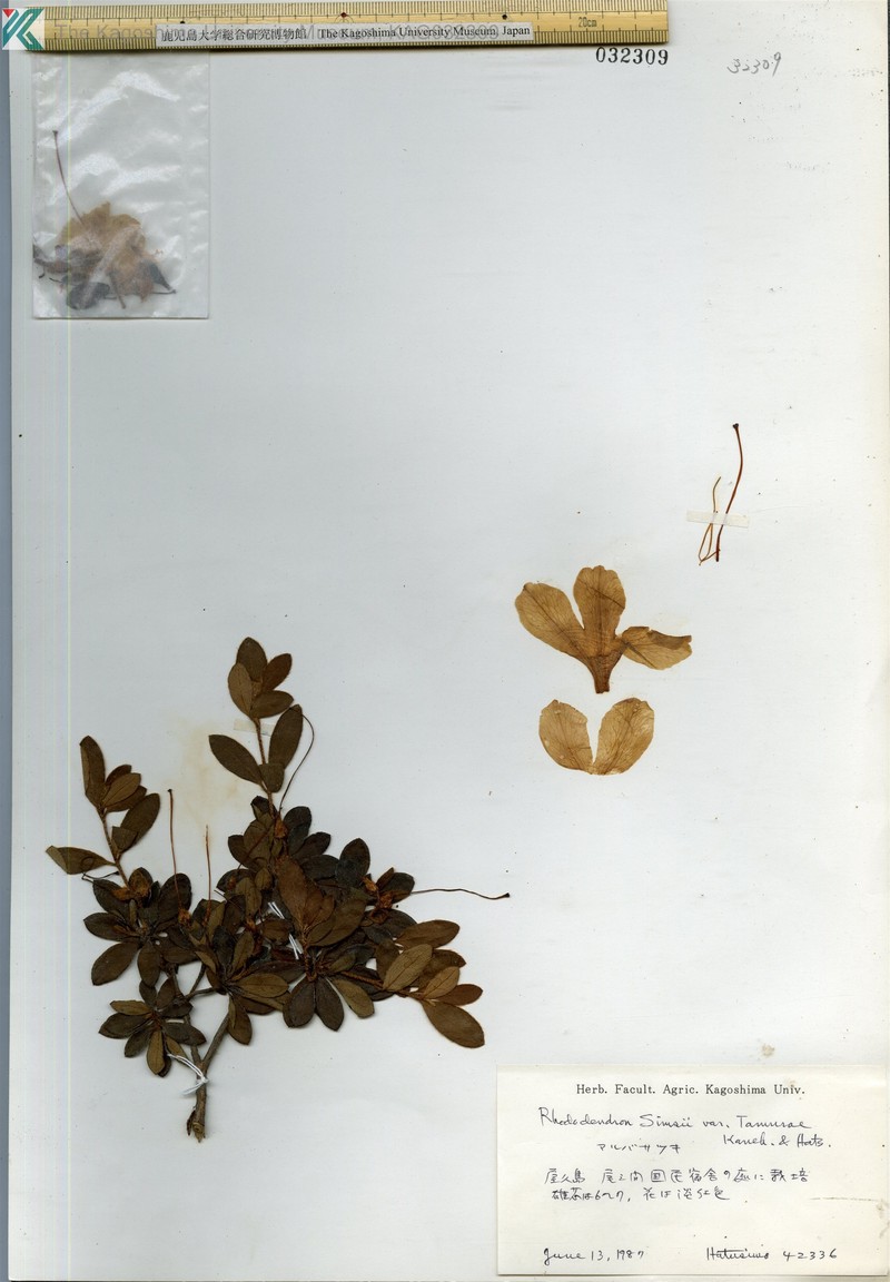 Rhododendron eriocarpum photo 4