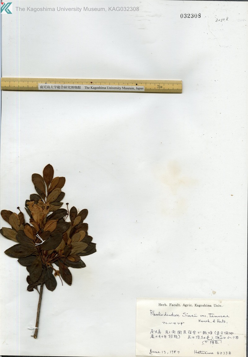 Rhododendron eriocarpum photo 5