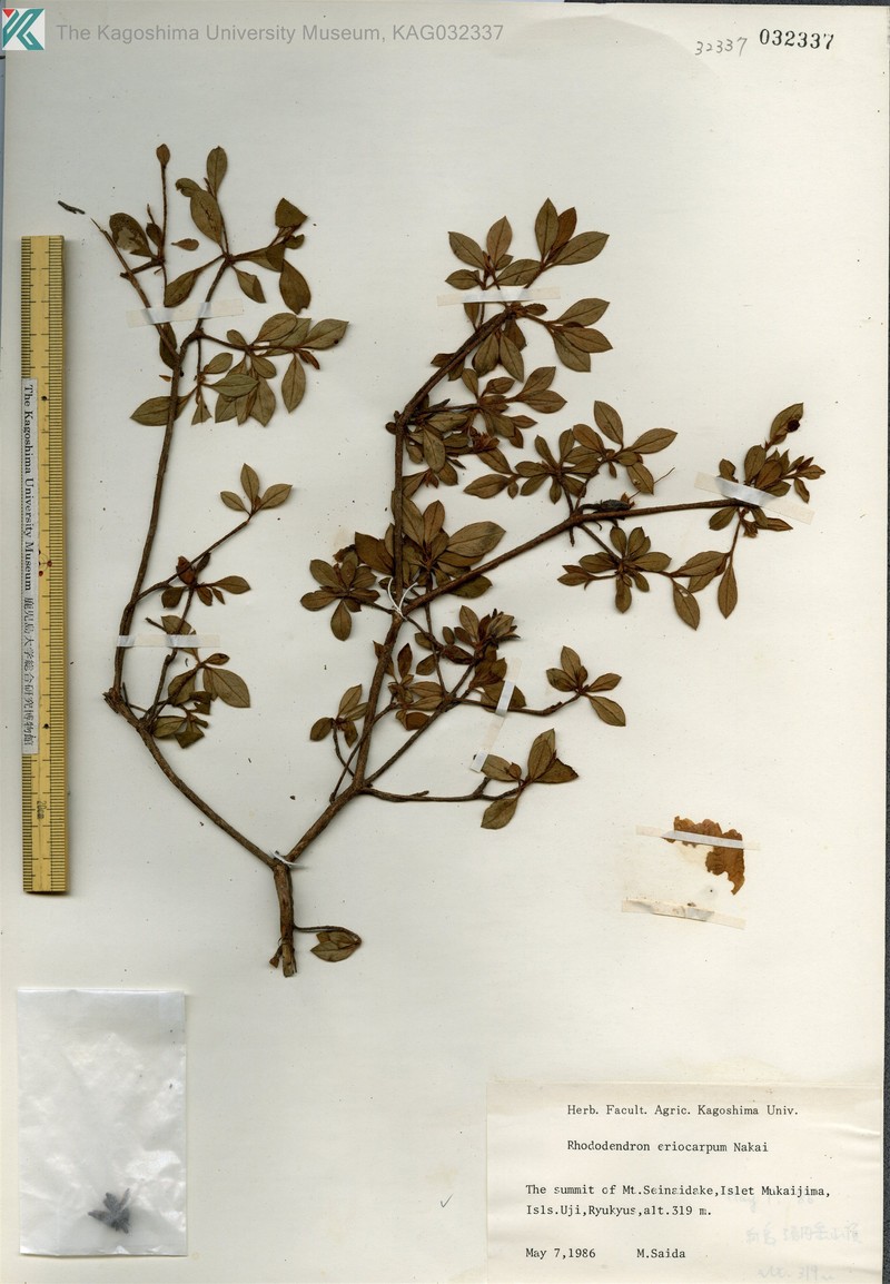 Rhododendron eriocarpum photo 6