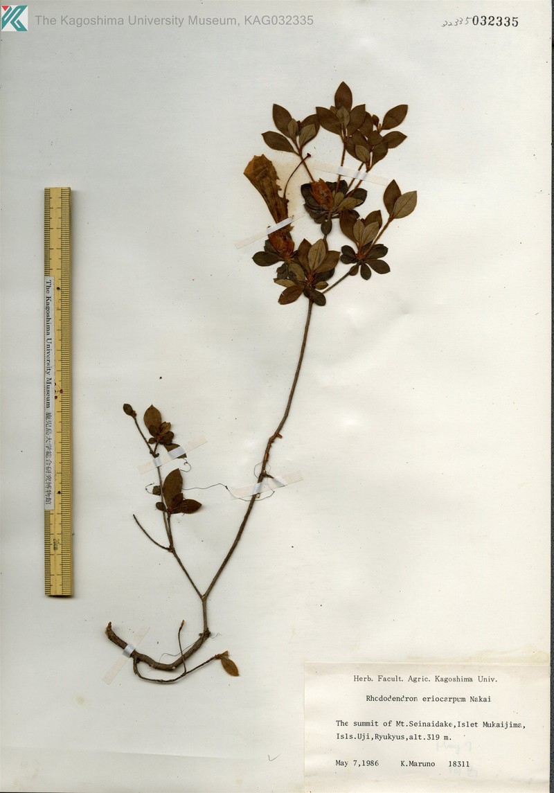 Rhododendron eriocarpum photo 7