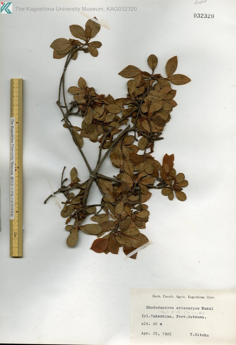 Rhododendron eriocarpum photo 8