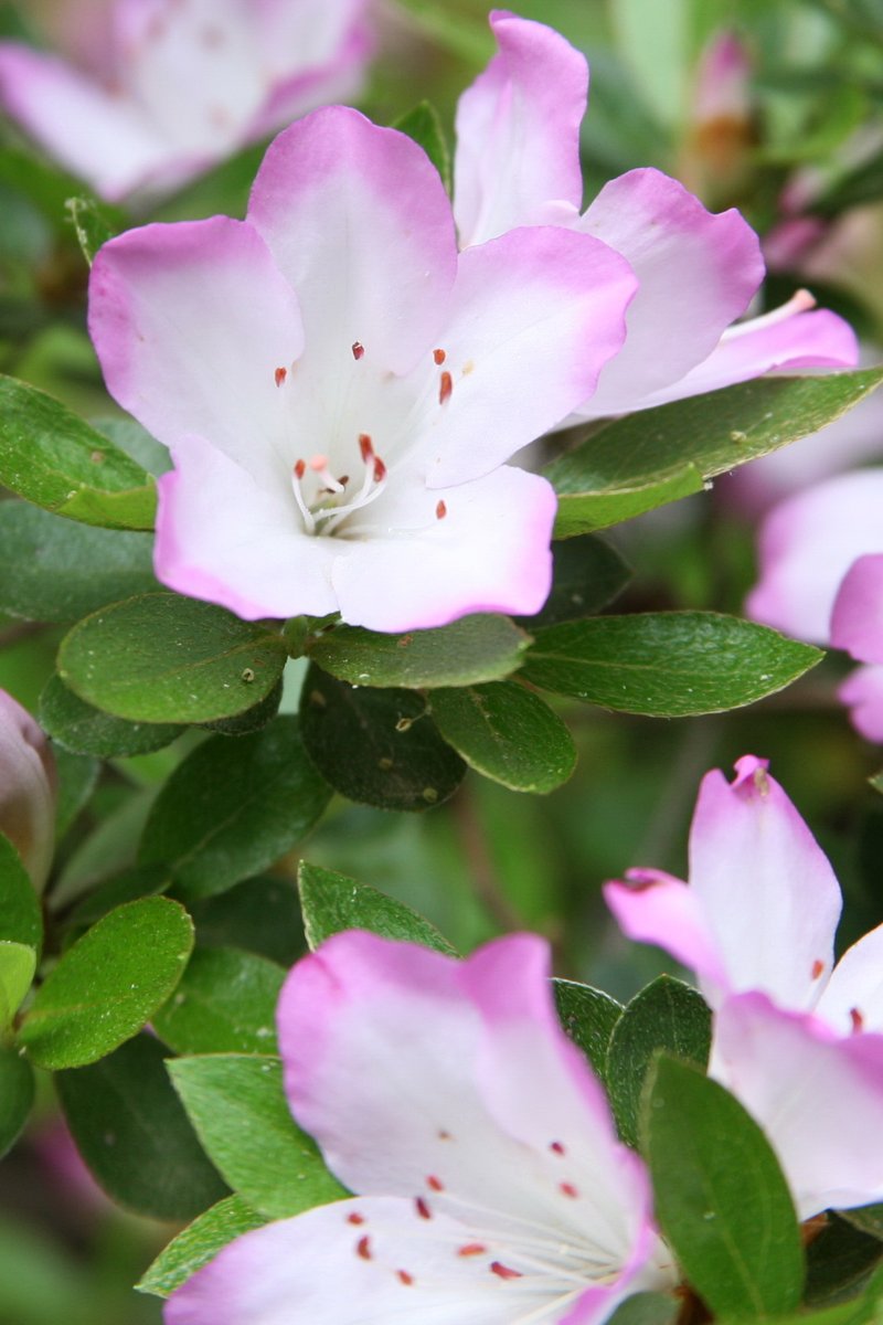 Rhododendron eriocarpum
