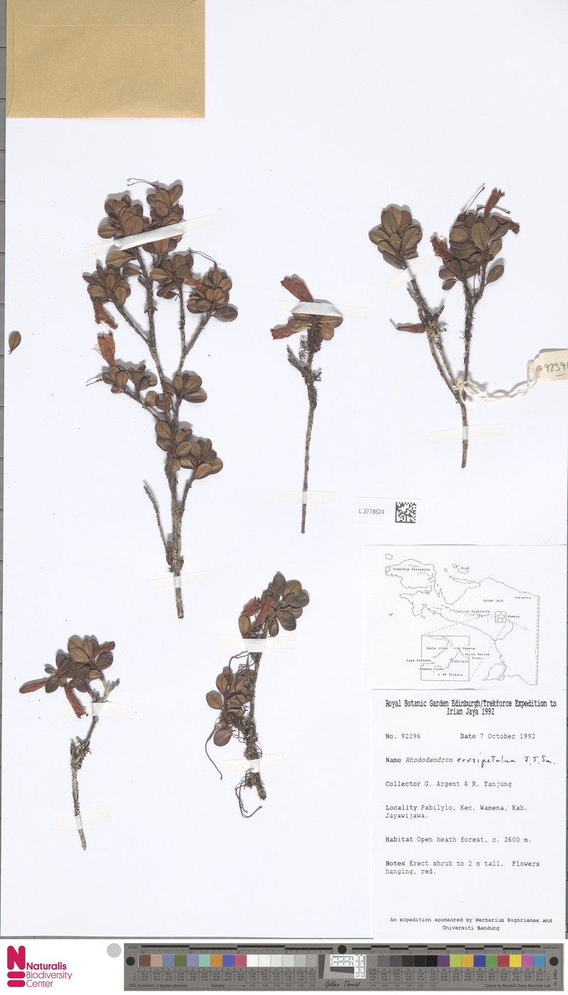Rhododendron erosipetalum