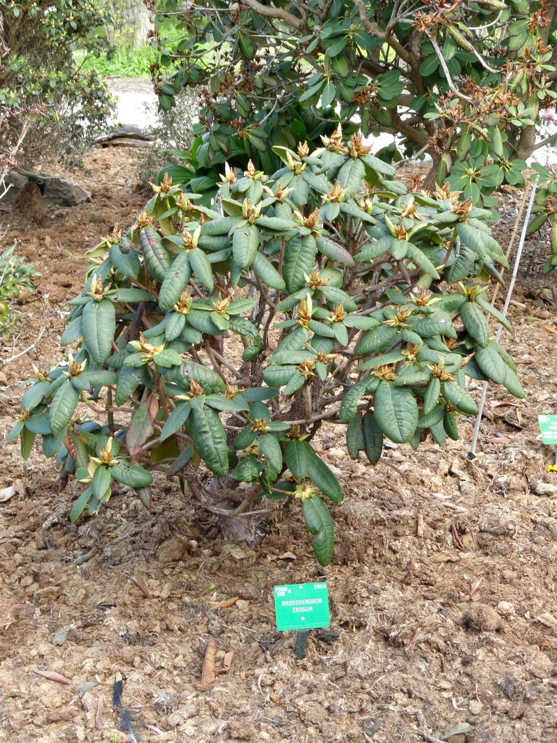 Rhododendron erosum