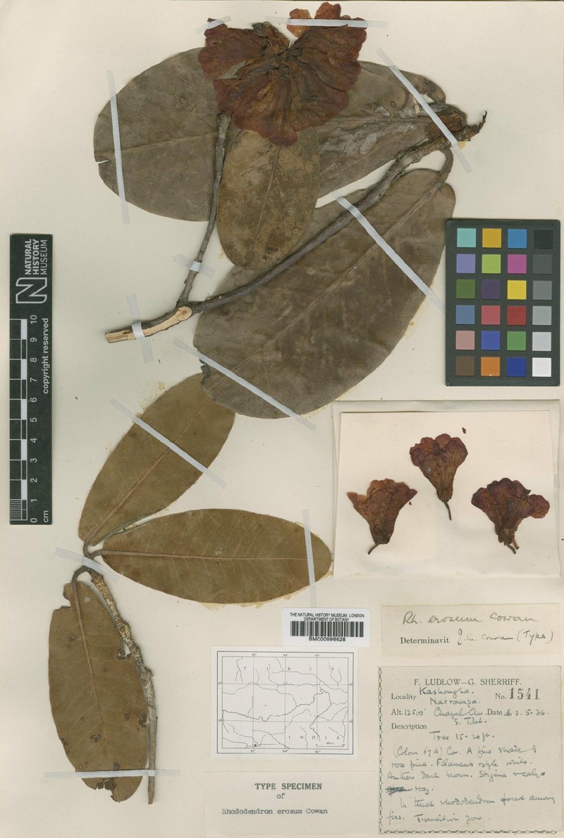 Rhododendron erosum photo 2