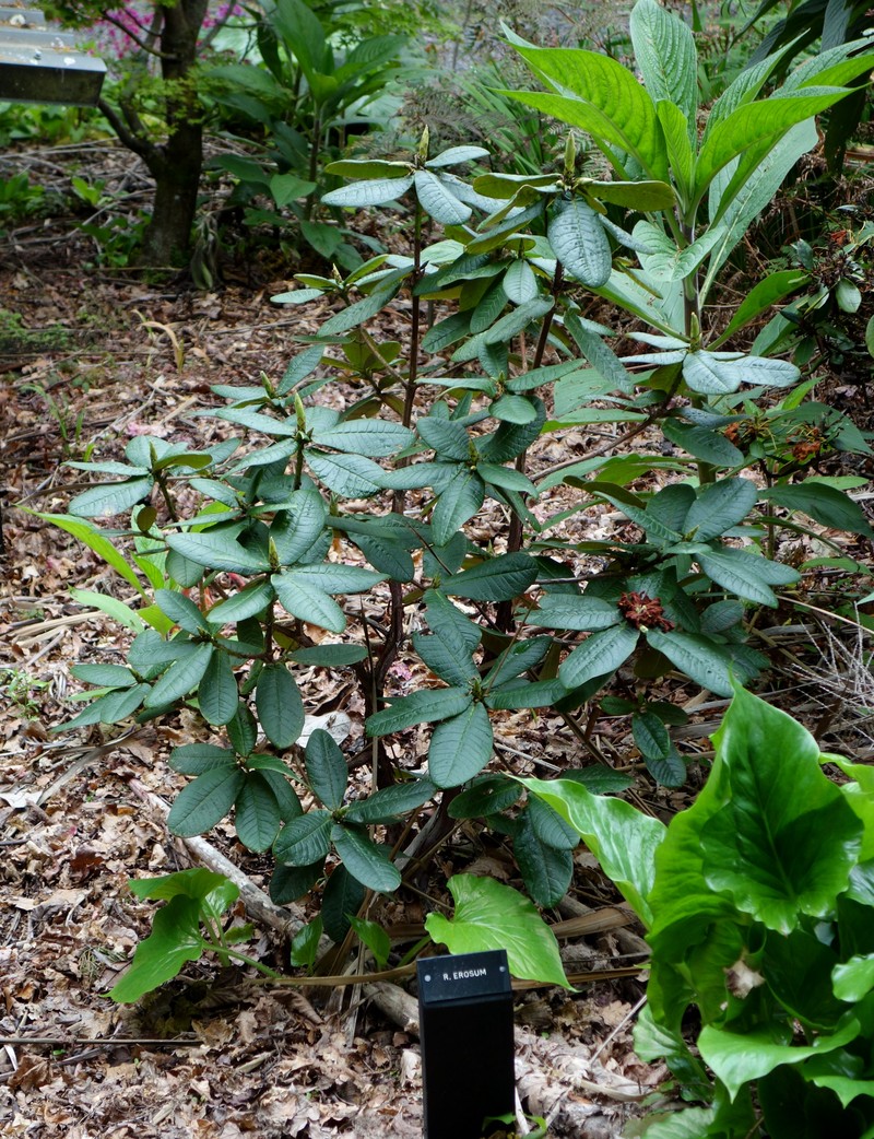 Rhododendron erosum photo 3