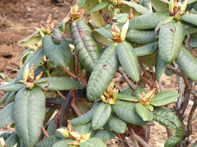 Rhododendron erosum photo 4