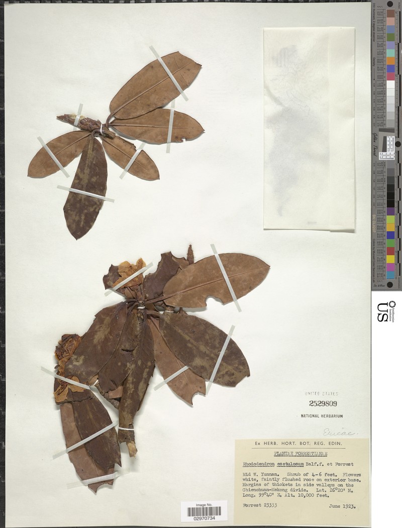Rhododendron esetulosum