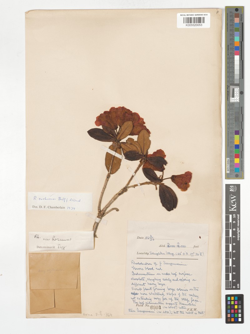 Rhododendron euchroum