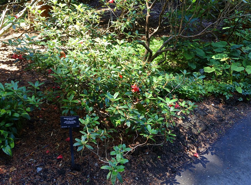 Rhododendron eudoxum photo 2