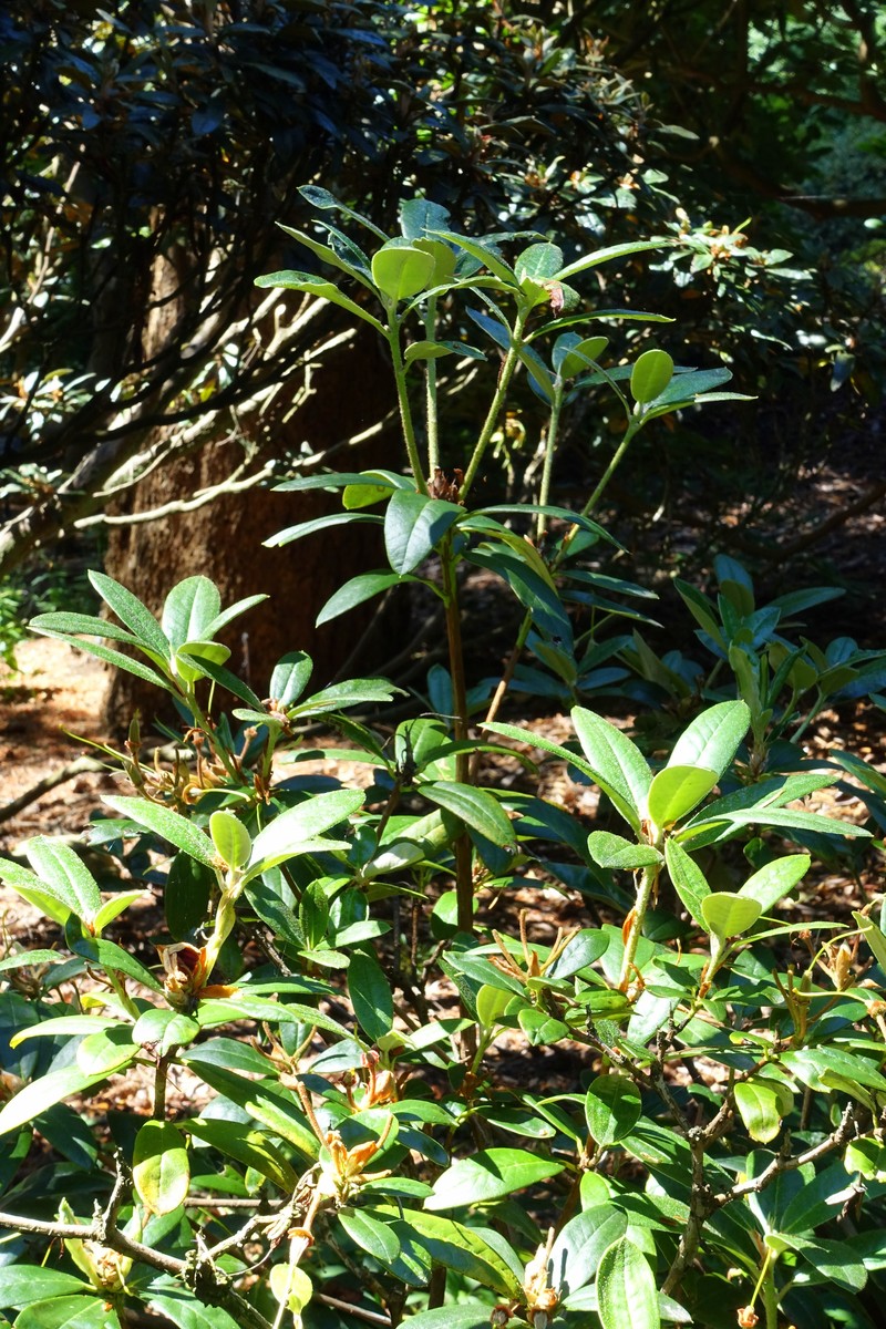 Rhododendron eudoxum photo 3
