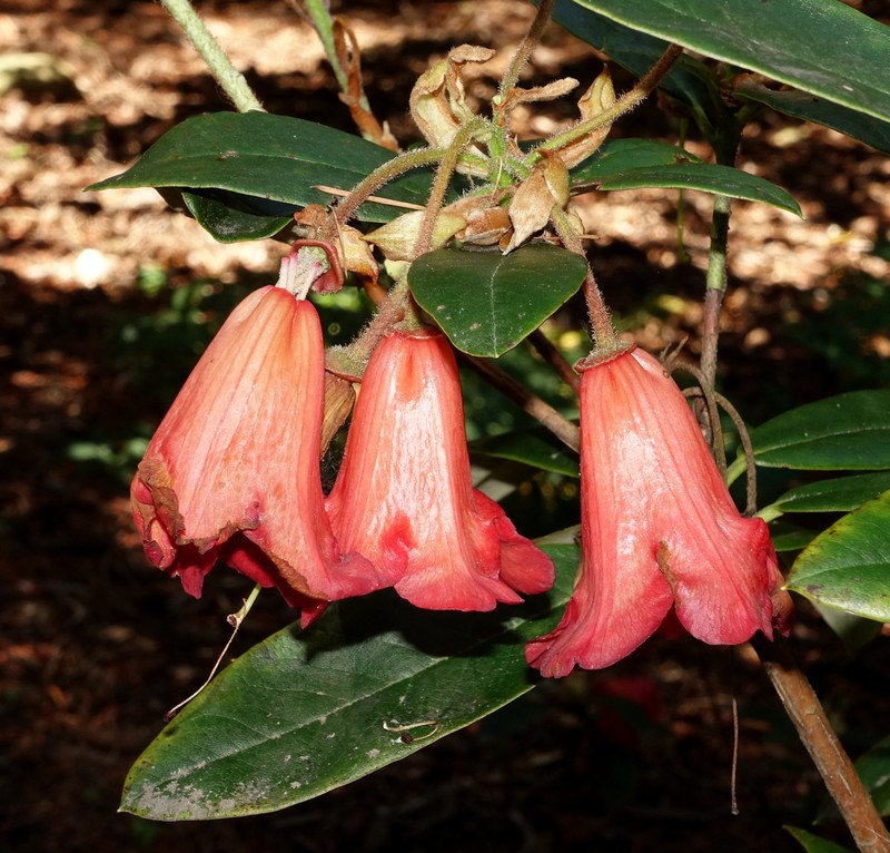 Rhododendron eudoxum photo 4