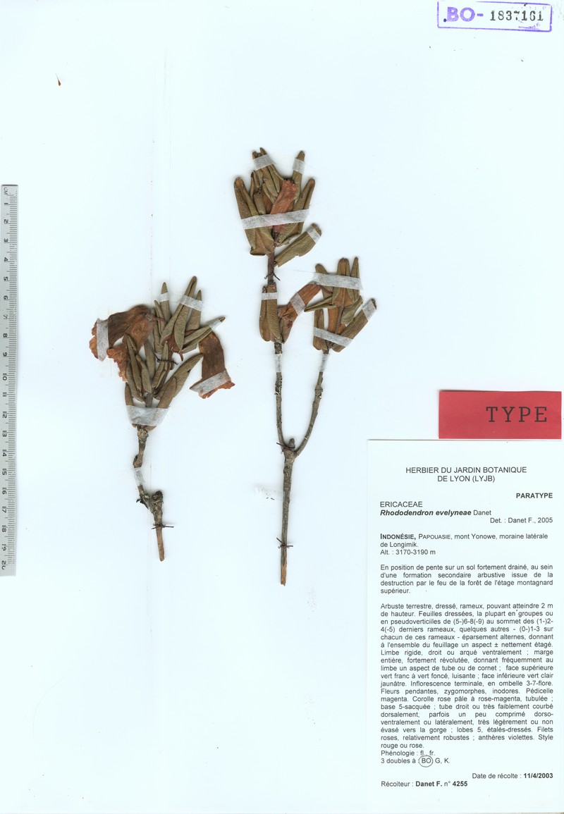 Rhododendron evelyneae