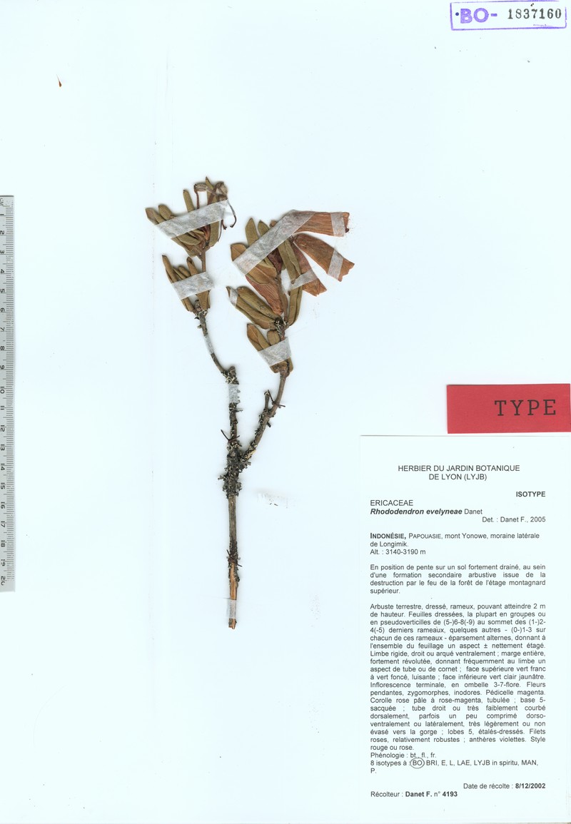 Rhododendron evelyneae photo 2