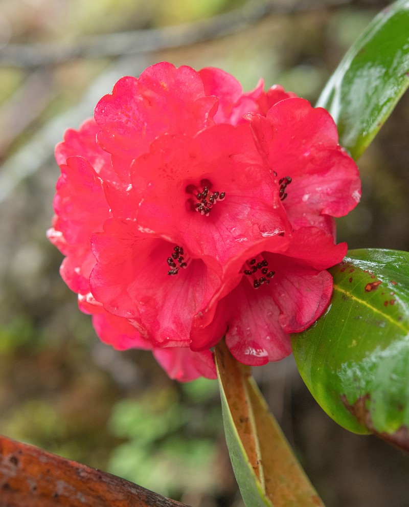 Rhododendron exasperatum