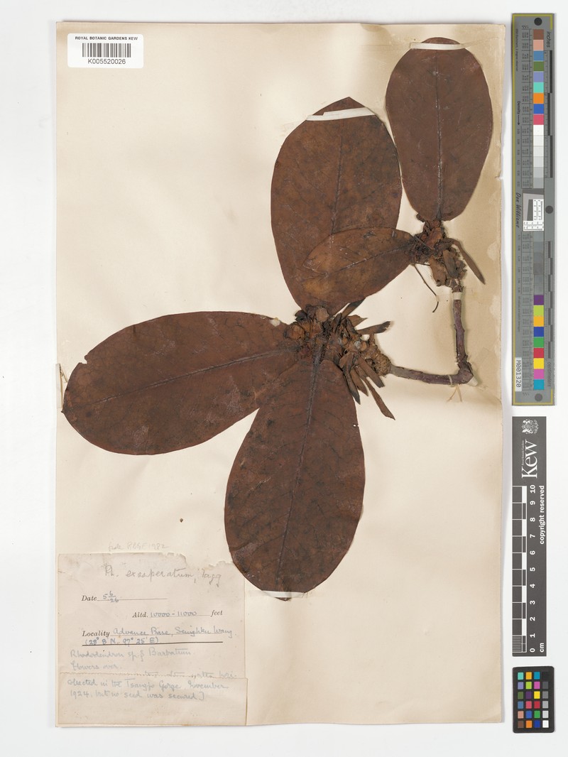 Rhododendron exasperatum photo 2