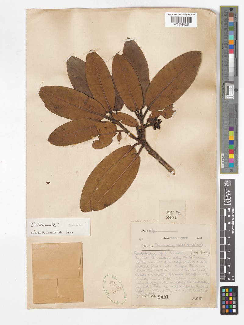 Rhododendron exasperatum photo 3