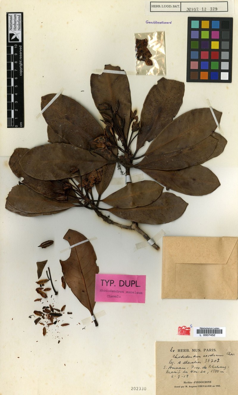Rhododendron excelsum
