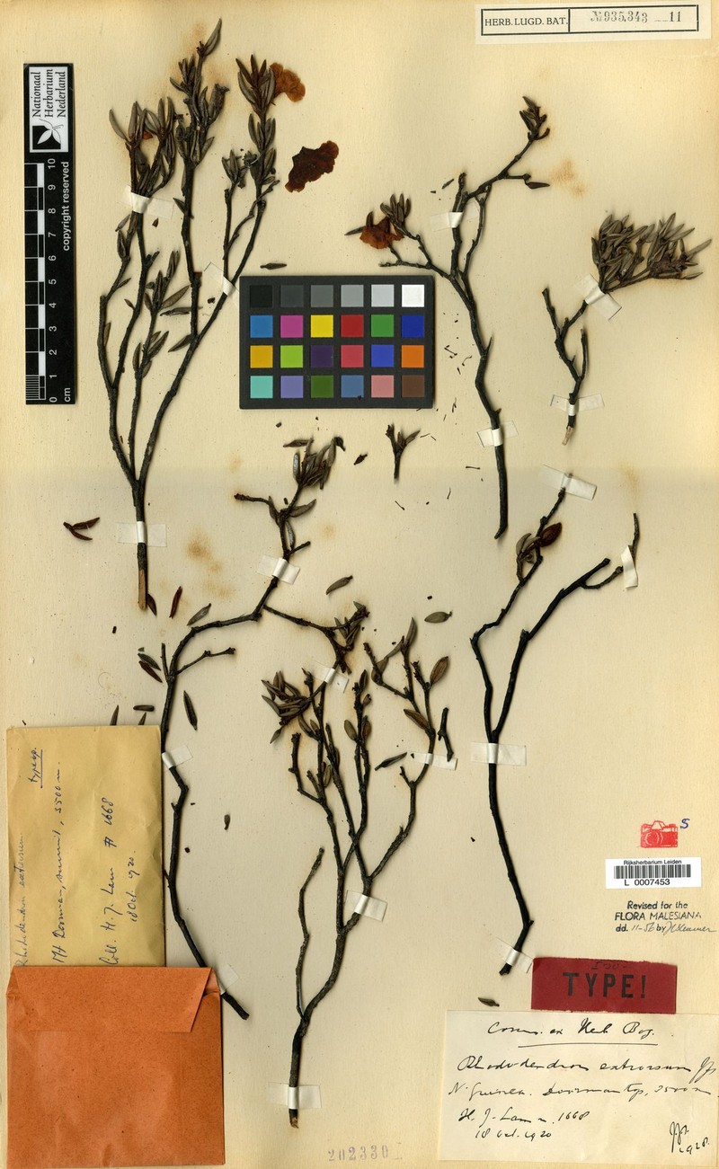 Rhododendron extrorsum