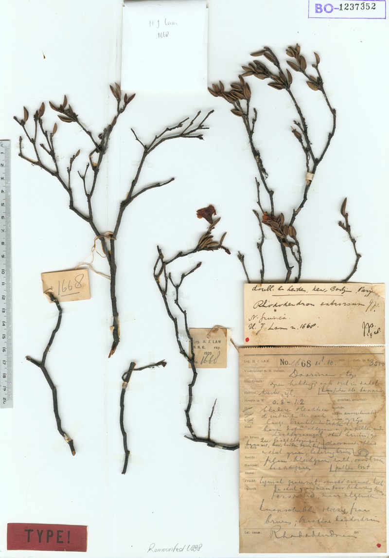 Rhododendron extrorsum photo 2