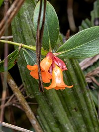 Rhododendron exuberans