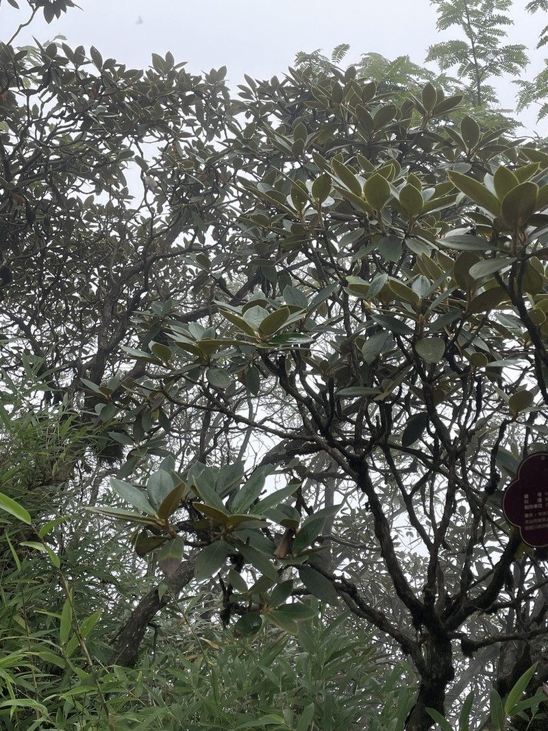 Rhododendron faberi photo 2