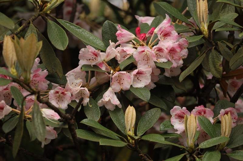 Rhododendron faberi photo 3